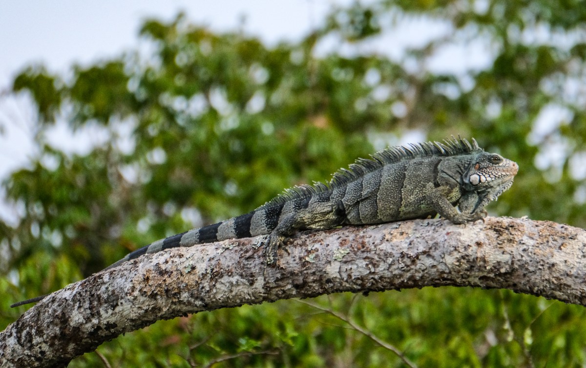 Guyana: Everything Travel Advisors Need To Know about This Nature&nbsp;Paradise