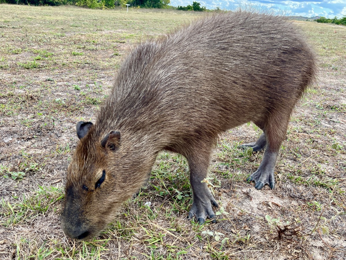 Saving the Savannah